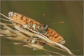 <p>HNĚDÁSEK JITROCELOVÝ (Melitaea athalia)</p>